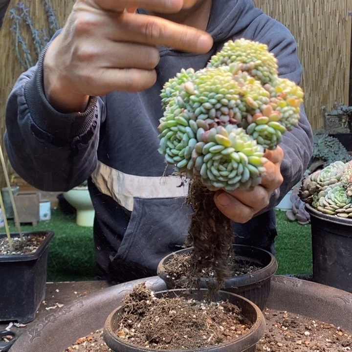 飛***娘35 号白胖子多肉植物