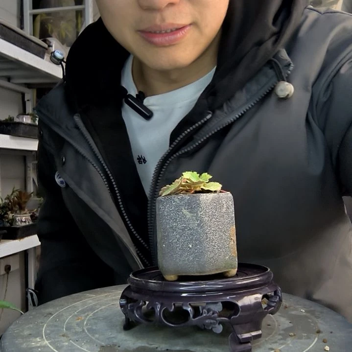 ?****数小盆景小植物一物一拍470