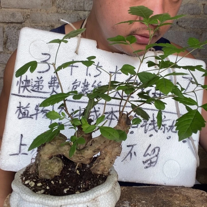 退款拉黑一物一拍31