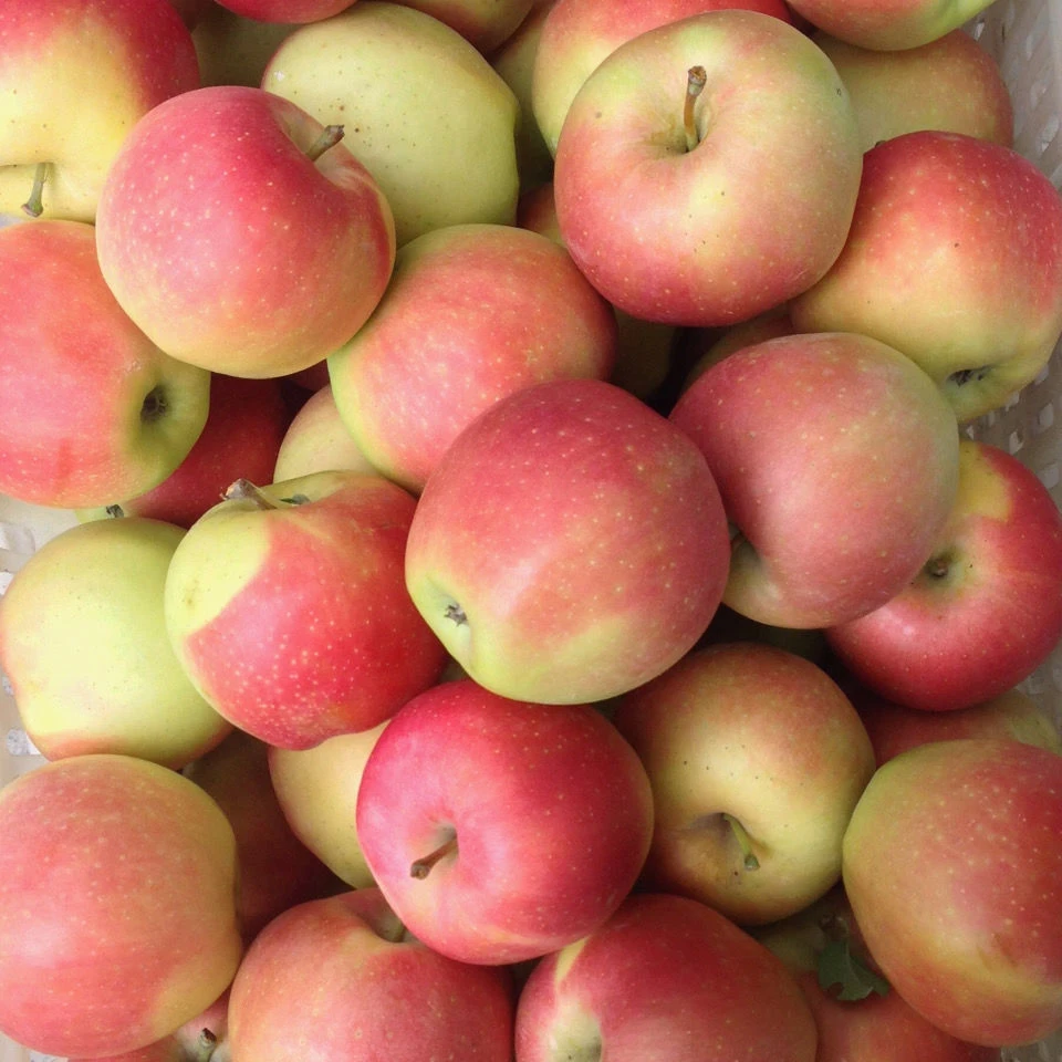 甘肃正宗产地直发新鲜嘎啦苹果应季脆甜水果