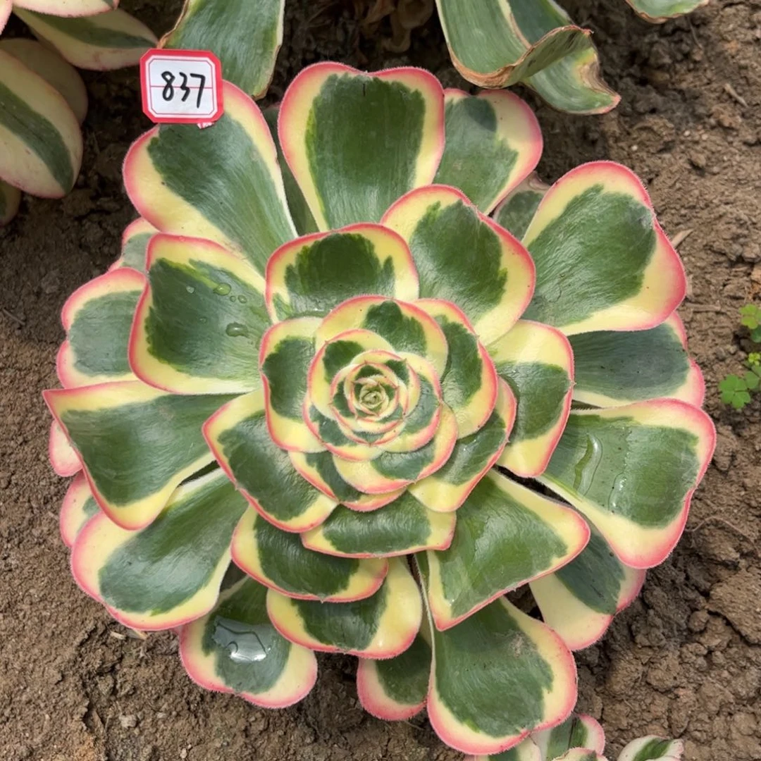 837多肉植物王妃