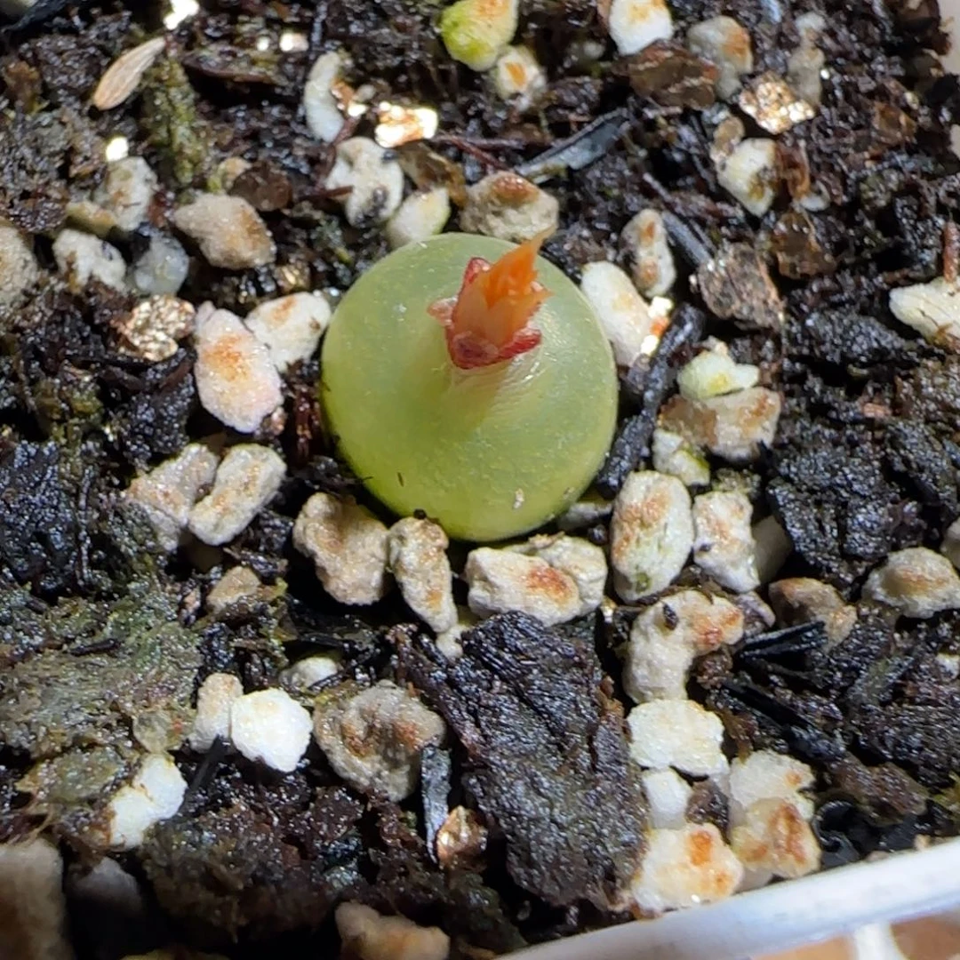 肉锥多肉植物组合-哈默1024