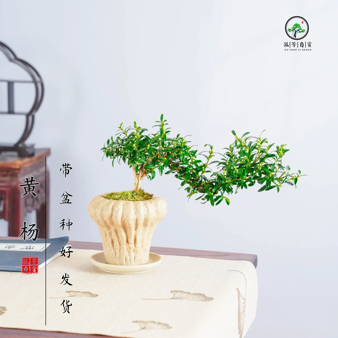 黄杨微盆景室内绿植桌面盆景盆栽组合小盆栽植物观叶好养禅意花卉