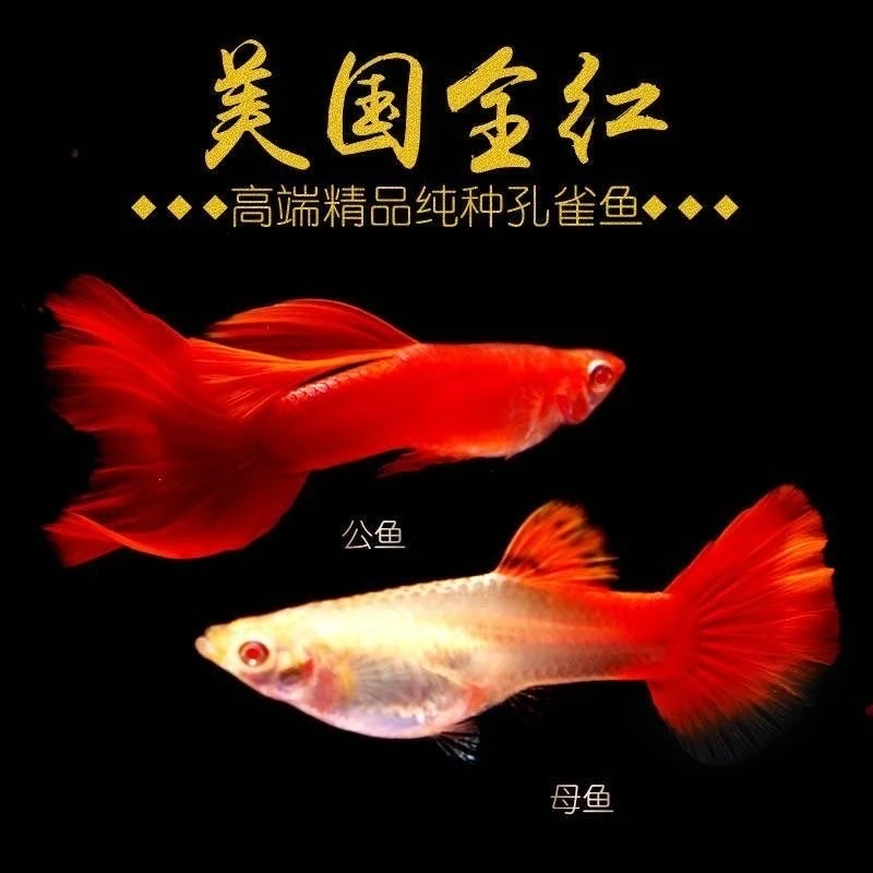 精品美国全红3-4月孔雀鱼