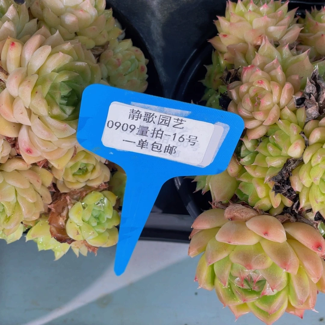 0909-16-油透麦秆群生一颗