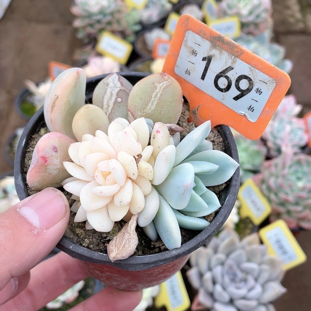 【闪购商品】169号