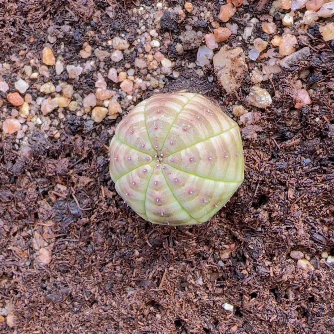 老*块根植物块根植物块根植物