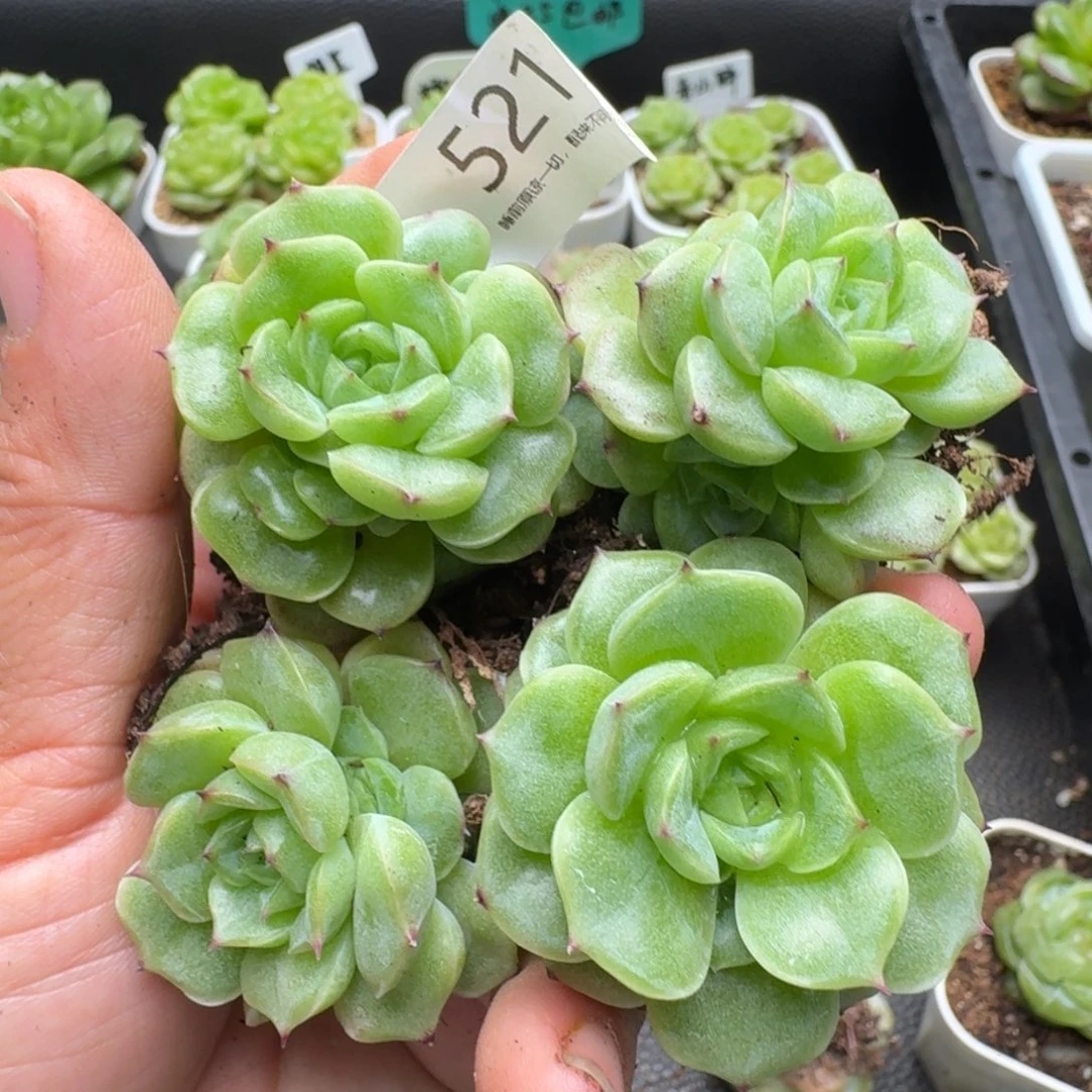 一物一拍一盒530-521
