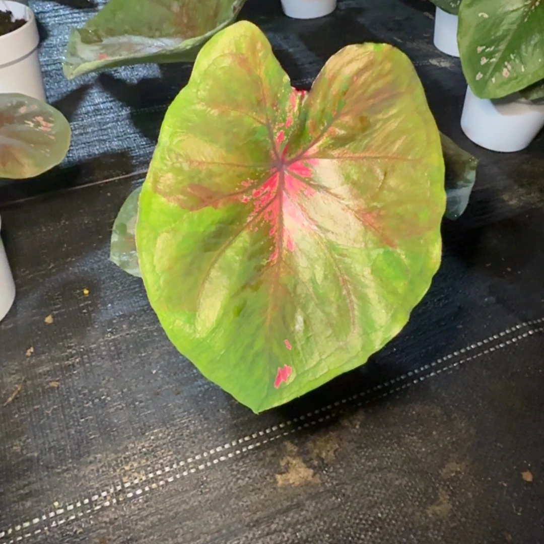 想***椰无花朵海王    0659