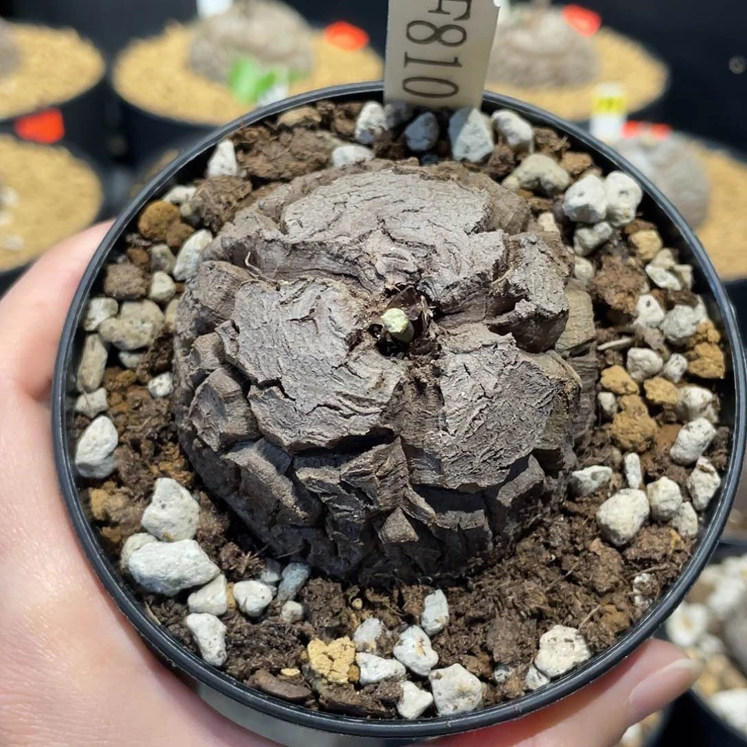 810龟甲龙5.8厘米不退换