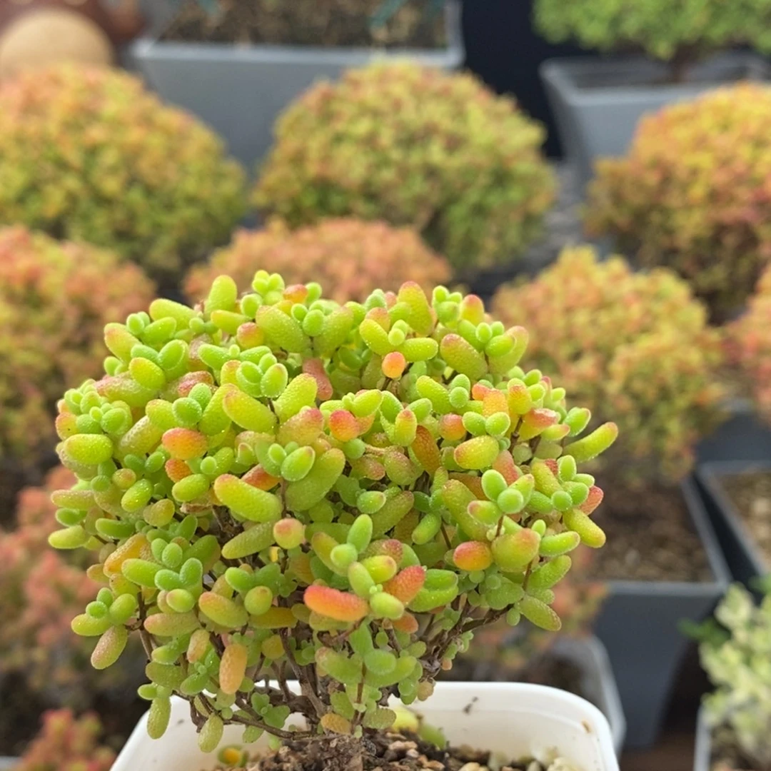 蜜橘糖球0810枝干番杏