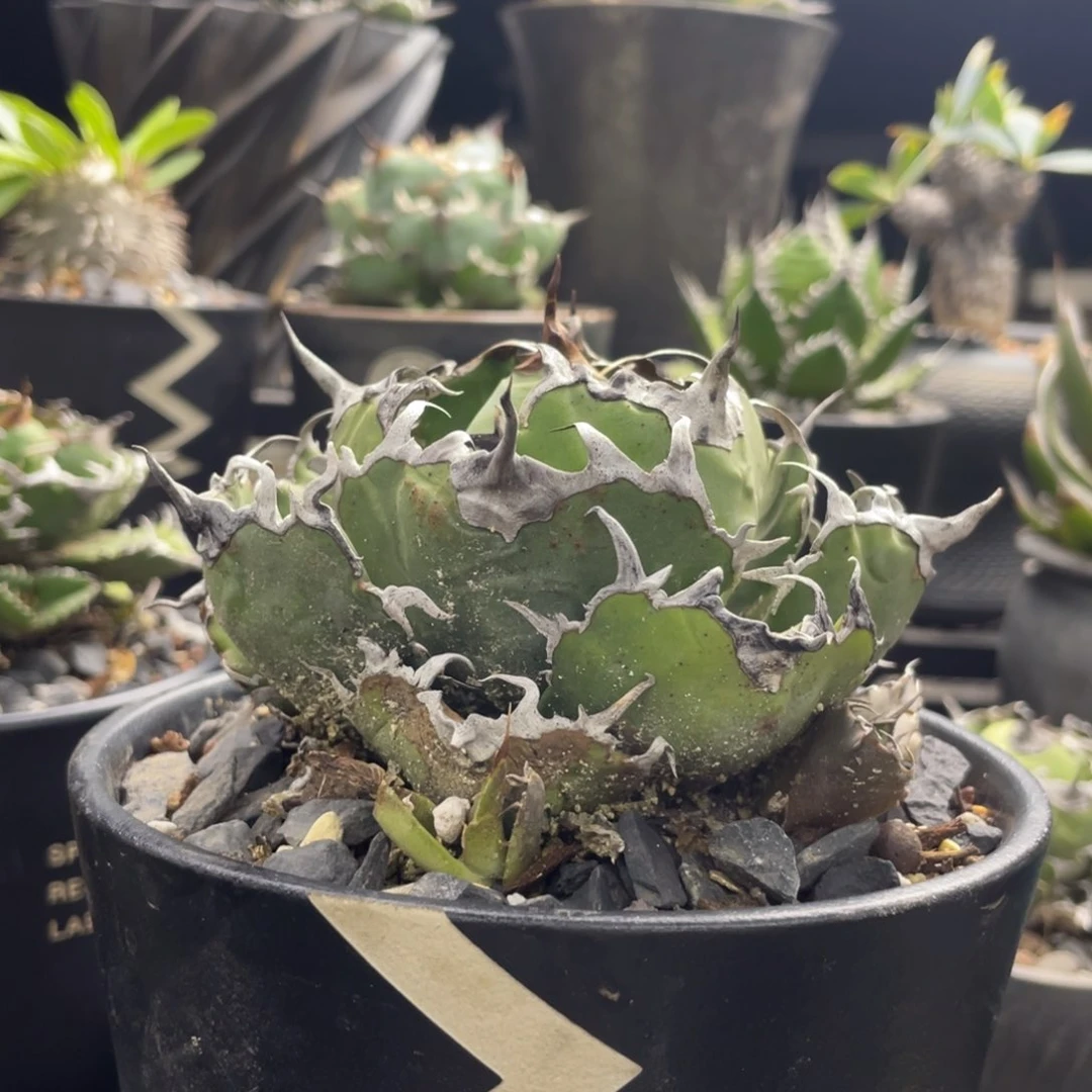 【闪购商品】白鲸仁王冠