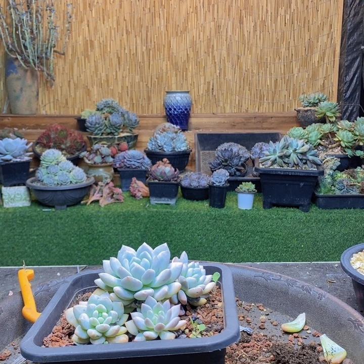 ****。388号半夏多肉植物