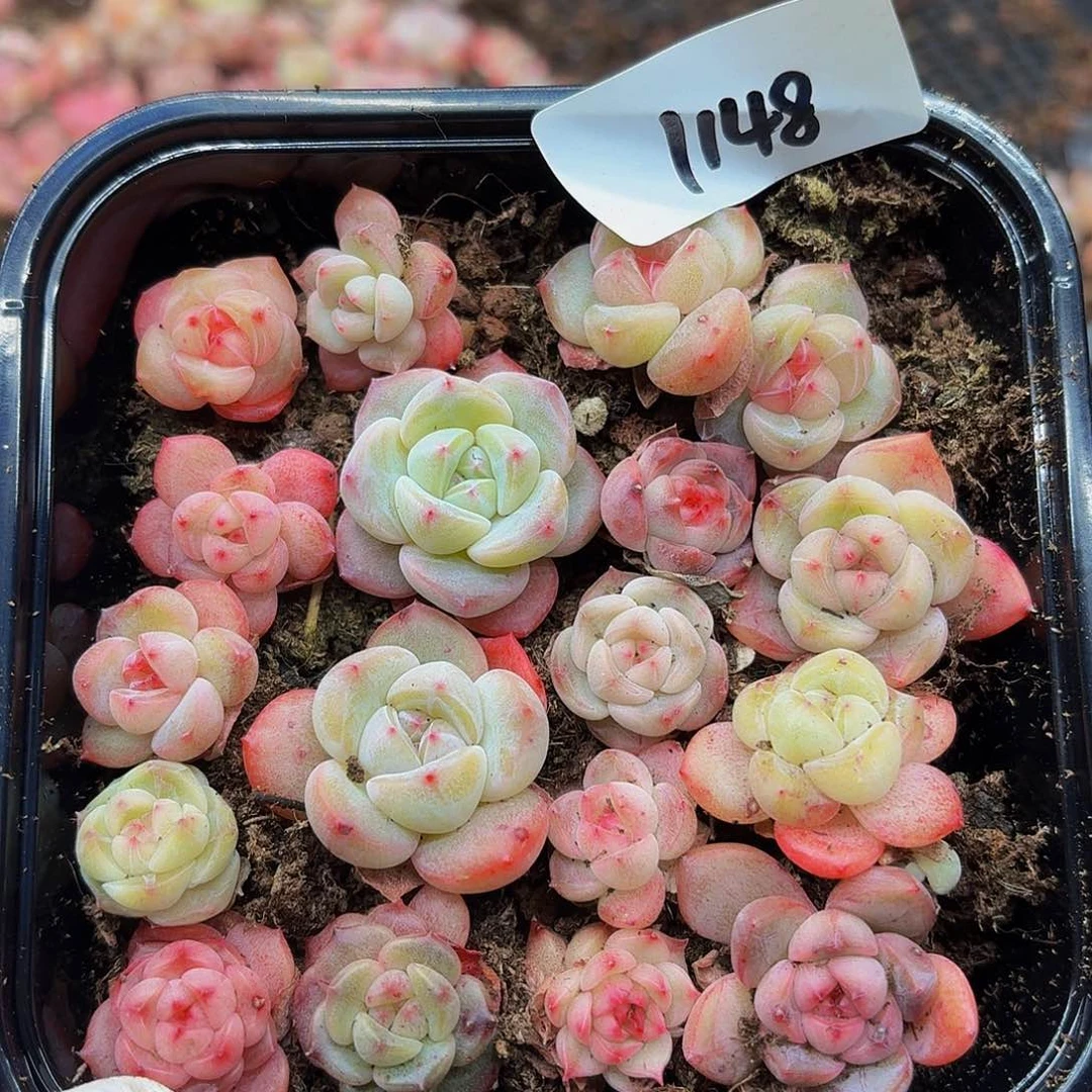 多肉植物多肉植物1148