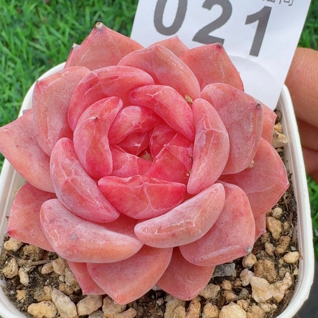 冰魄         多肉植物