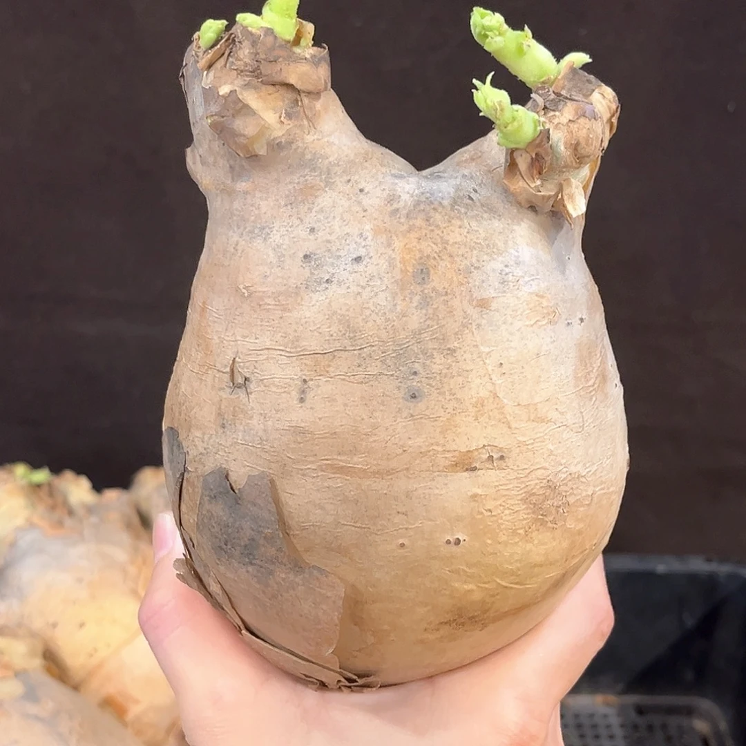 潮流植物优选安哥拉葡萄翁，10.1公分