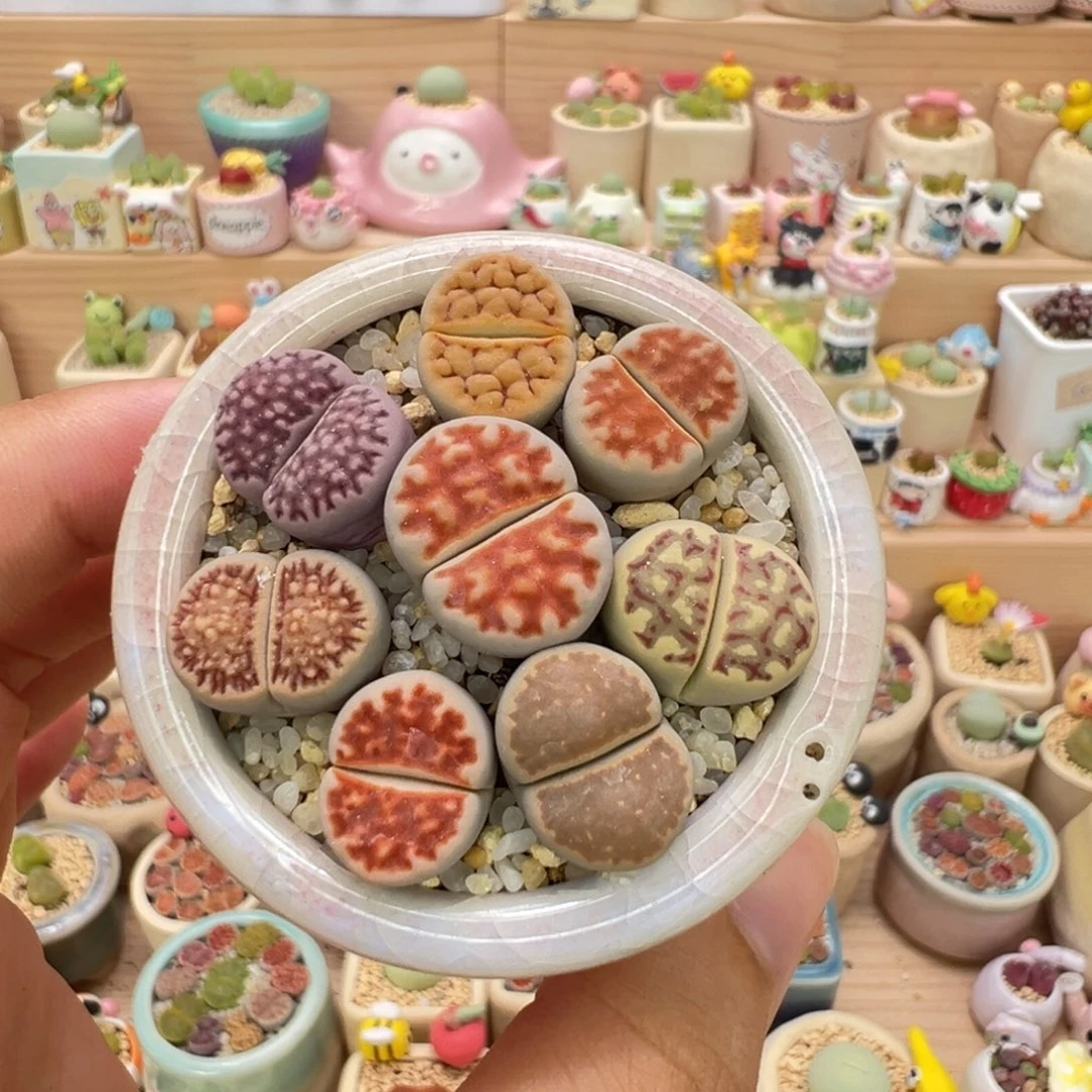 多肉植物80号彩色