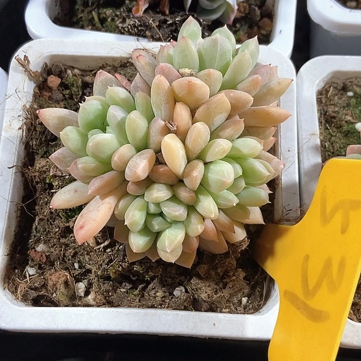 ✨****?多肉植物531多肉