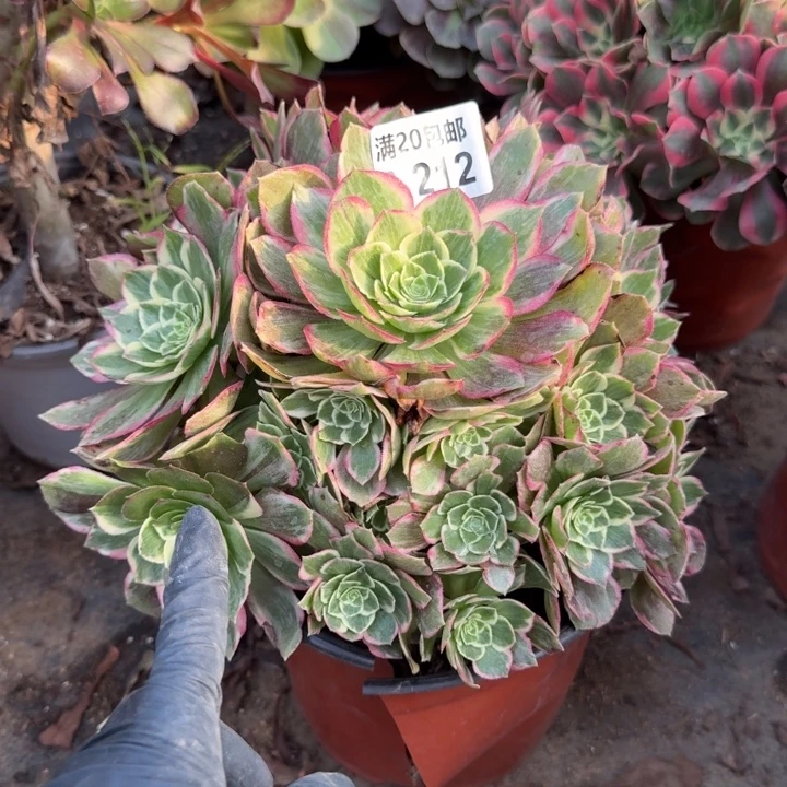 满20包邮212海王群