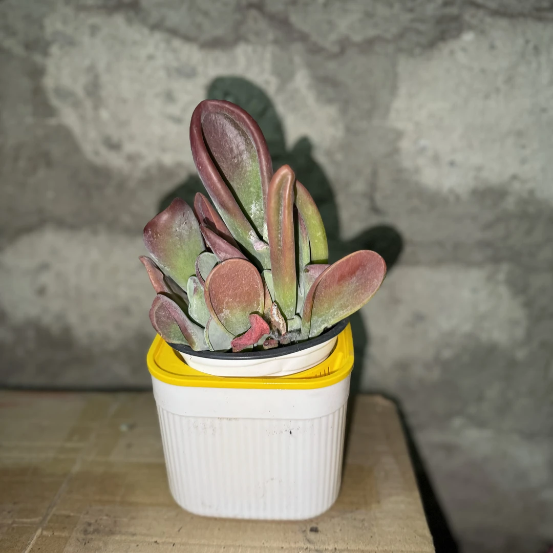 西藏包邮绿植多肉-火狐狸