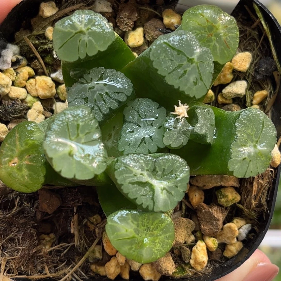 2Z1紫万象福利专场