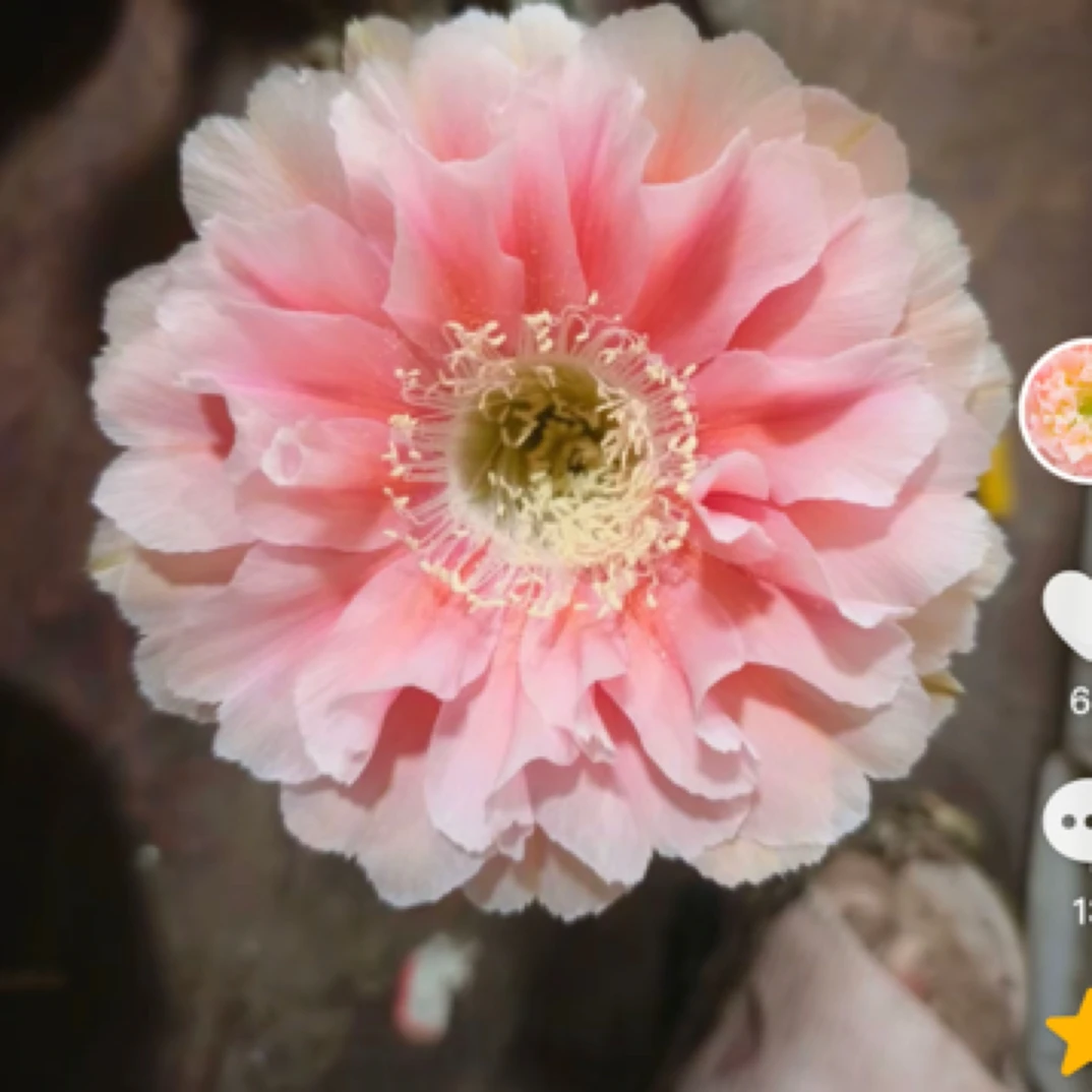 彩草青青珊瑚5公分