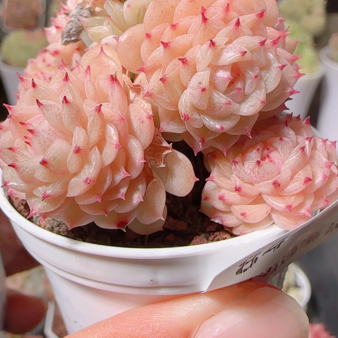 花语多肉1203-84散