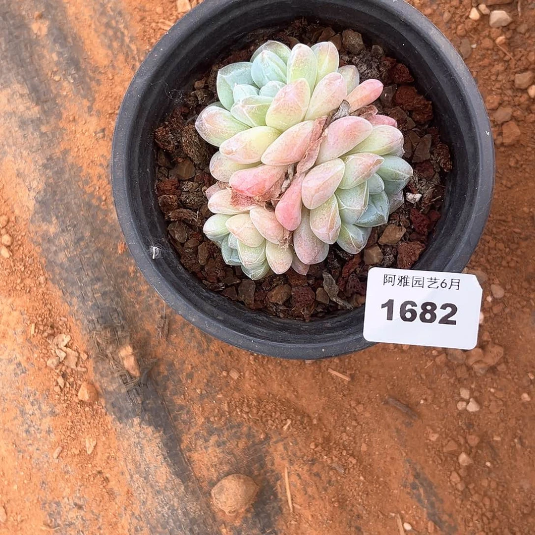 阿雅园艺。  1682冰玉白底