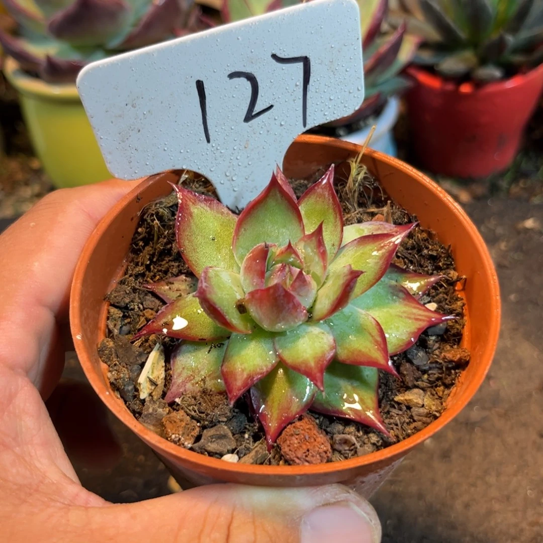 惊鸿仙子多肉植物127