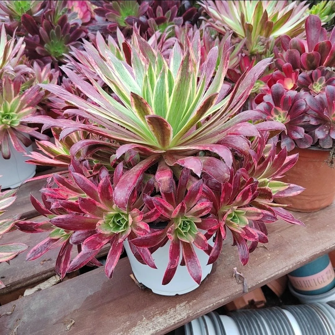 孔雀锦惊鸿法师多肉植物大颗老桩绿植盆栽室内阳台庭院防辐射