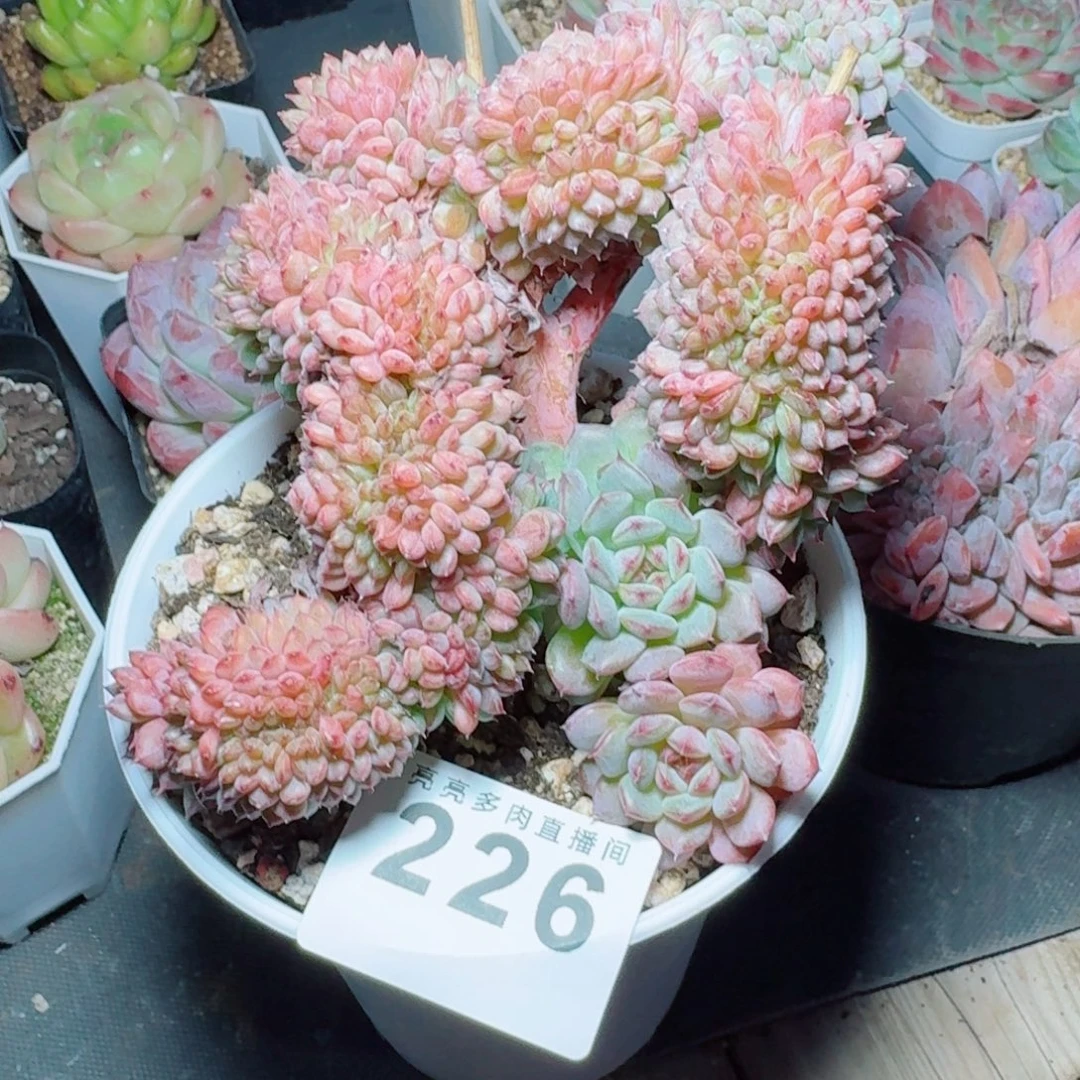 白胖子缀化            精美多肉植物