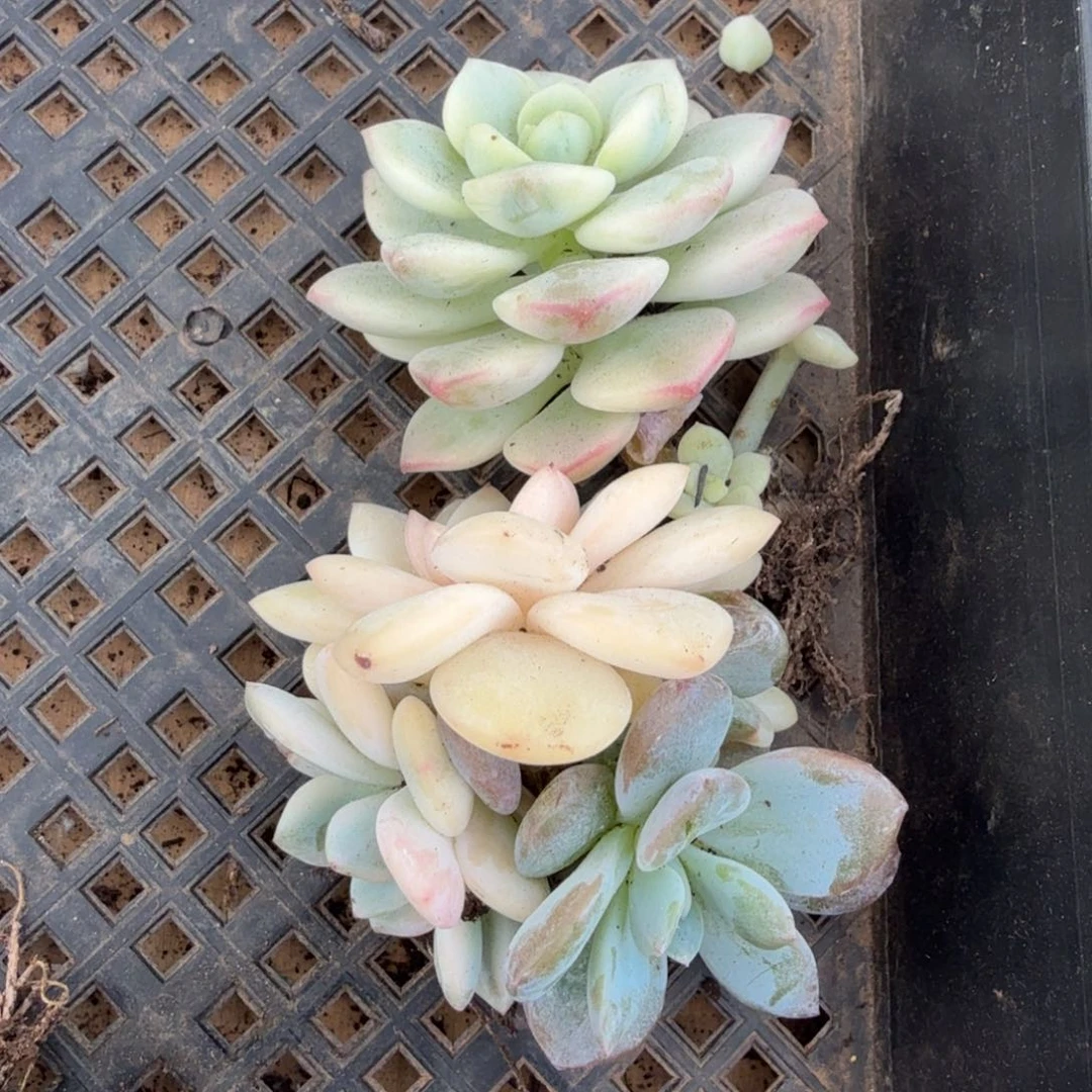 无替品一组的推进的推进