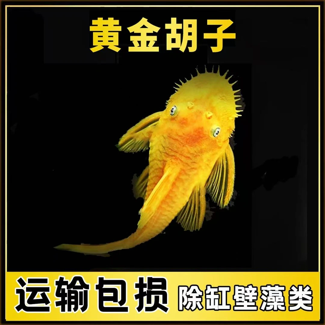 黄金胡子一条