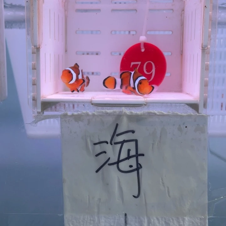 海水鱼精品背心2条4-5