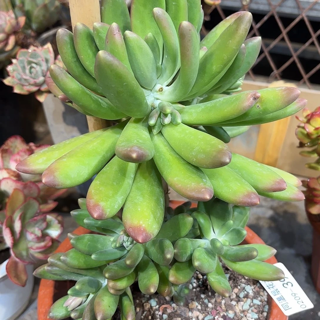 同温层多肉金蝉390