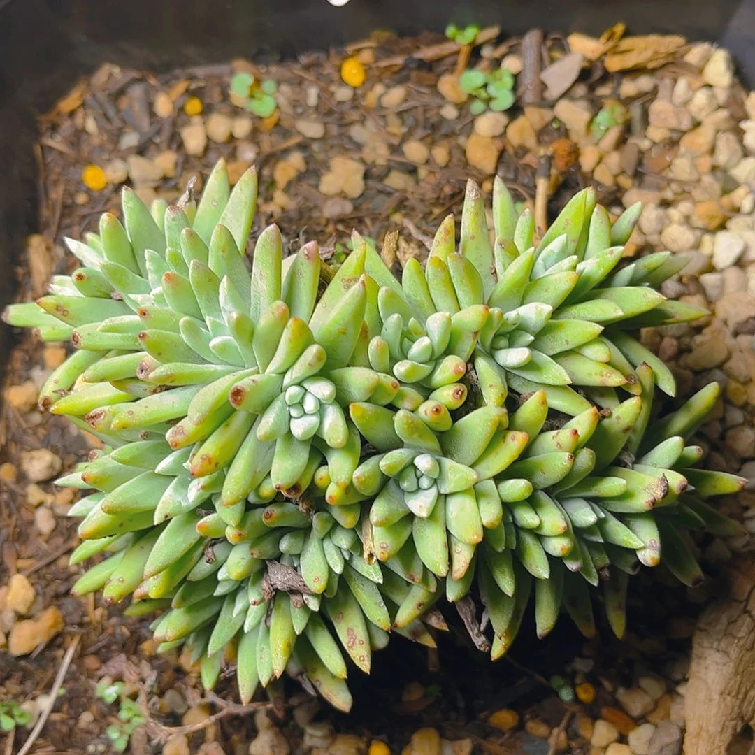 格诺马杂交老朱4214