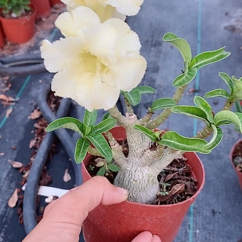 【闪购商品】无花朵W**～