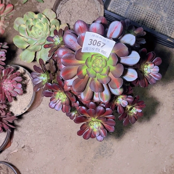 3067晚霞多肉植物老桩