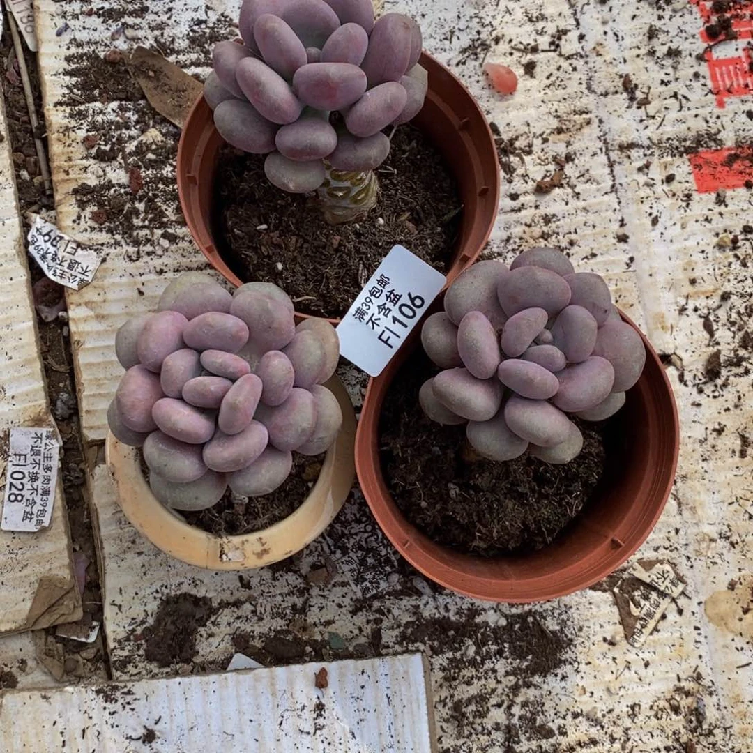 我****哈月美人106/6cm3颗