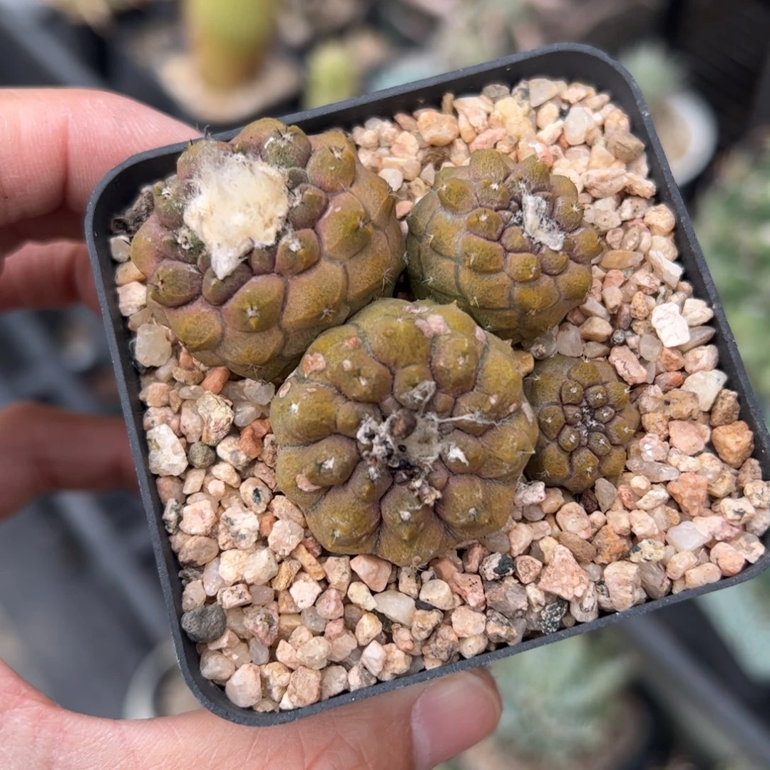 释***怀尤仙人 多肉植物 仙人球