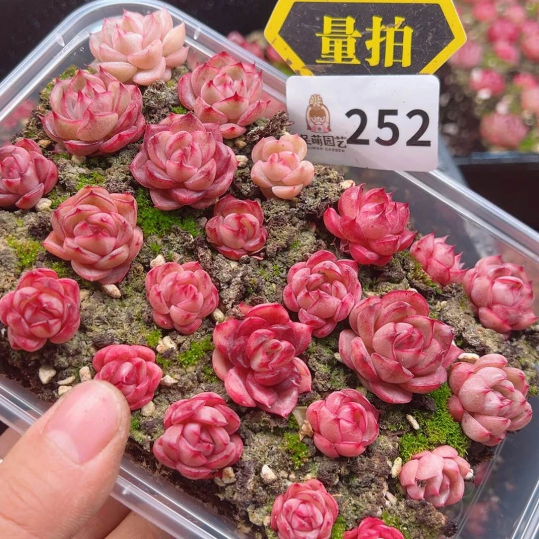 多肉植物多肉植物