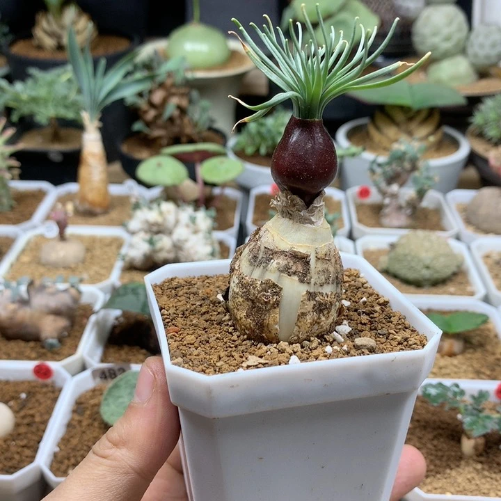 Gn弹簧草母本带盆