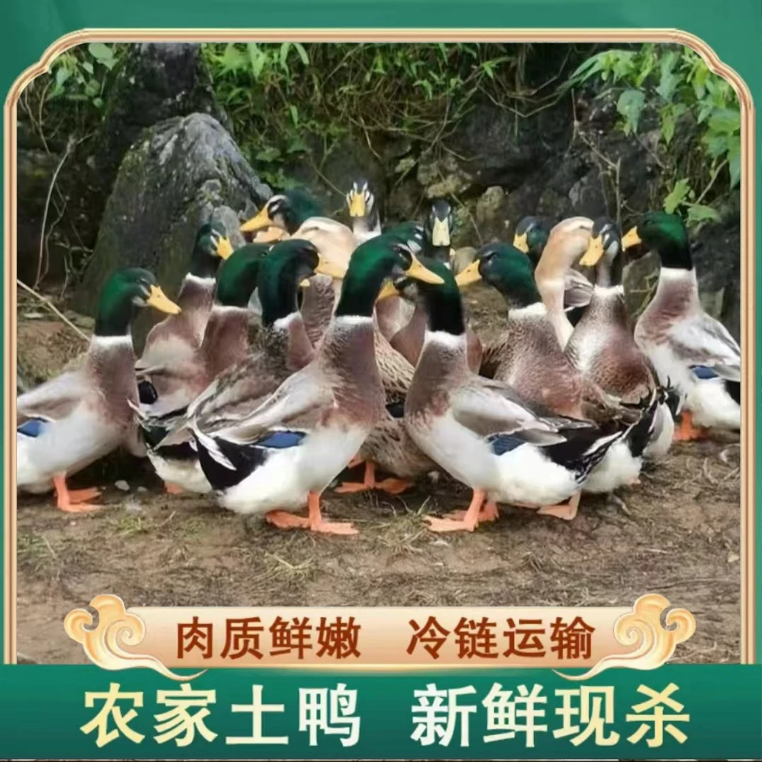 【兵哥】农家放养土鸭子 2只毛重8斤多 净重5-6斤 非老鸭