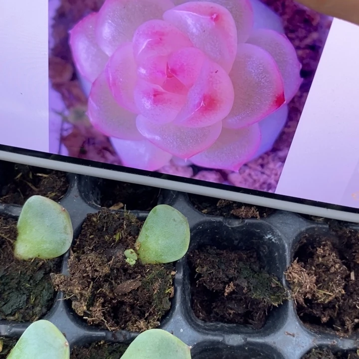 桃花x3芽苗一个多肉