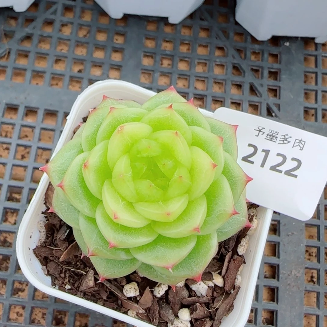 杜若珍妮，2122多肉植物