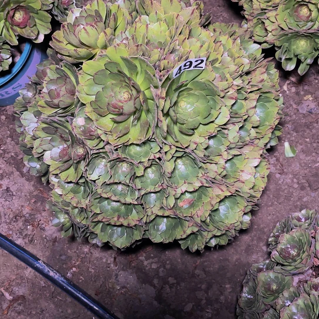 万圣节拉丝14-2包邮法师