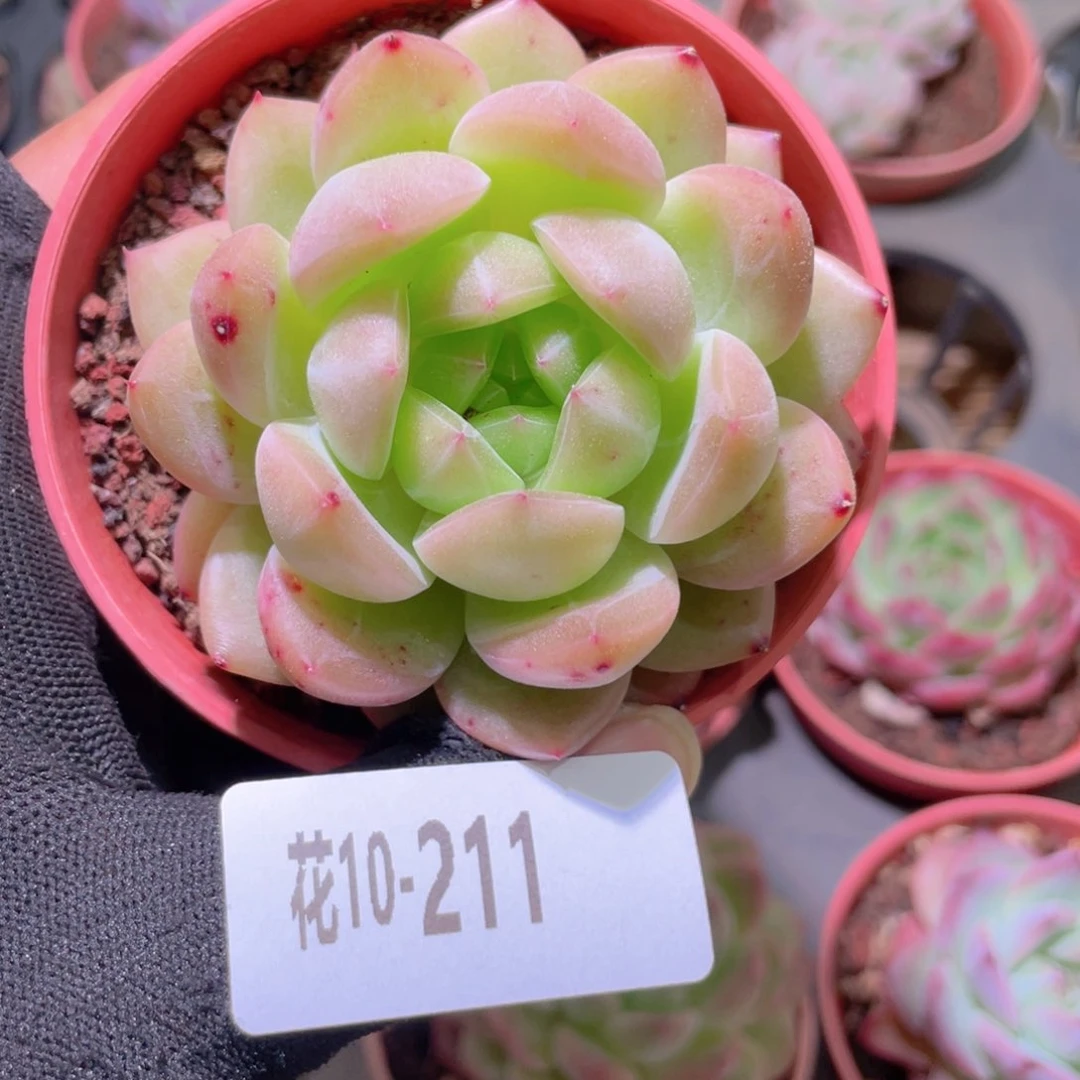 @*晓花利美10-211新品