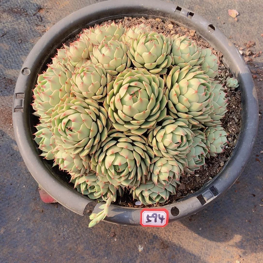 九号一物一拍多肉594本吧