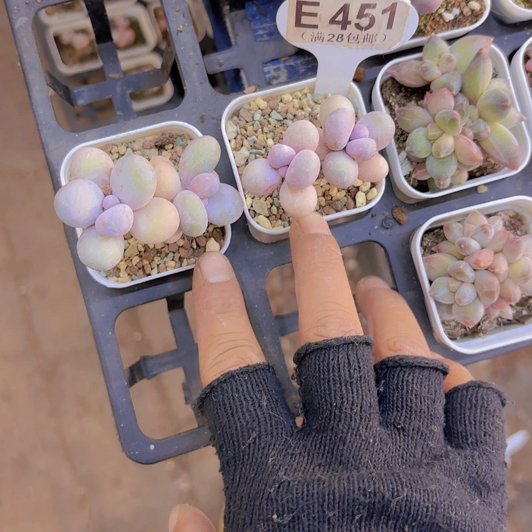 璞***玉E451两颗水光针一物一拍