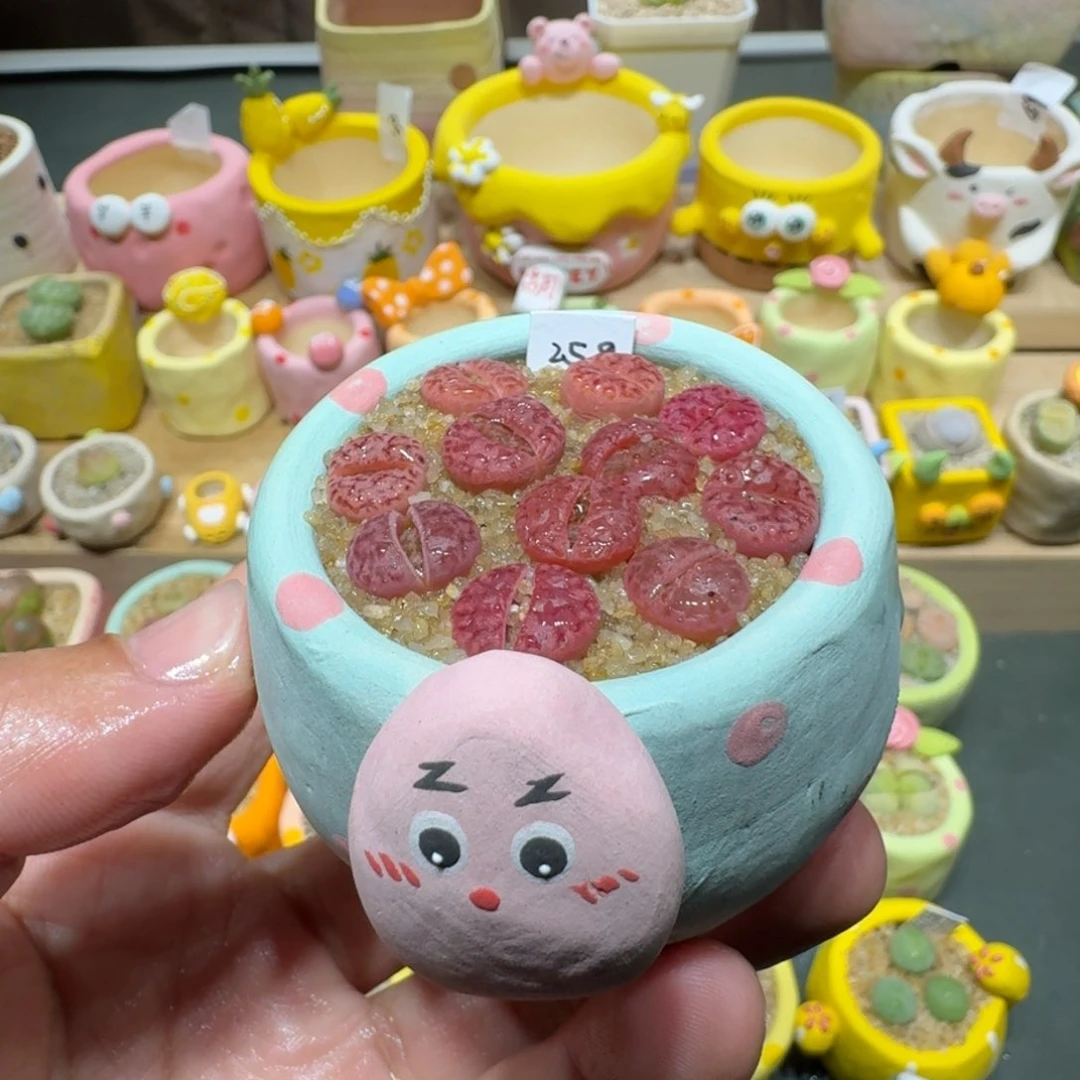 红陶蘑菇458紫柘榴